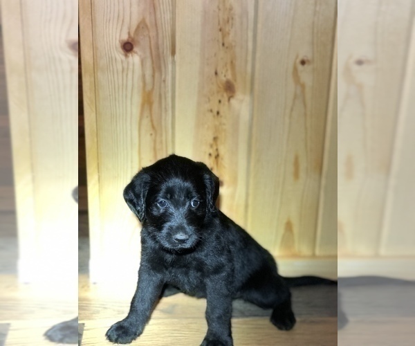 Medium Photo #14 Labradoodle Puppy For Sale in ROBERTA, GA, USA