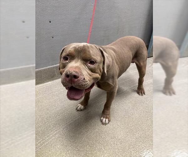 Medium Photo #1 American Pit Bull Terrier-Unknown Mix Puppy For Sale in Las Vegas, NV, USA