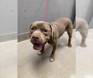 American Pit Bull Terrier-Unknown Mix Dogs for adoption in Las Vegas, NV, USA