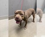 Small American Pit Bull Terrier Mix
