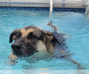 Anatolian Shepherd-German Shepherd Dog Mix Dogs for adoption in Lighthouse Point, FL, USA