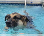 Small Anatolian Shepherd-German Shepherd Dog Mix