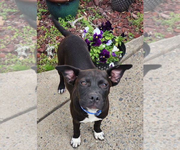 Medium Photo #4 American Pit Bull Terrier-Pembroke Welsh Corgi Mix Puppy For Sale in Boston, MA, USA