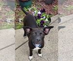 Small #3 American Pit Bull Terrier-Pembroke Welsh Corgi Mix