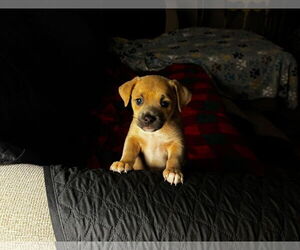 ShiChi Dogs for adoption in Gulfport, MI, USA