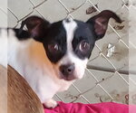Small #2 Chihuahua Mix