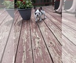Small Photo #51 French Bulldog Puppy For Sale in KANSAS CITY, MO, USA