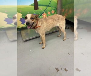 Mutt Dogs for adoption in Waco, TX, USA
