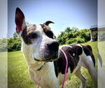 Small #7 American Pit Bull Terrier Mix