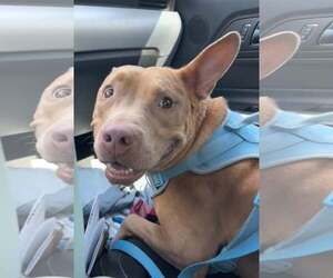 American Pit Bull Terrier-Unknown Mix Dogs for adoption in Oakhurst, NJ, USA