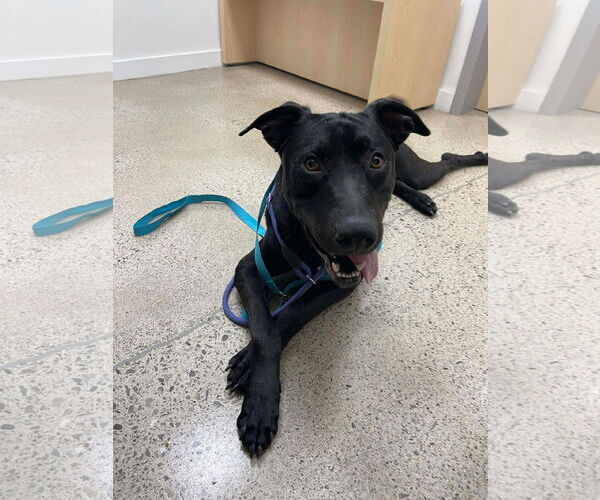 Medium Photo #7 Labrador Retriever-Unknown Mix Puppy For Sale in San Diego, CA, USA