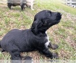 Small #1 Afghan Hound