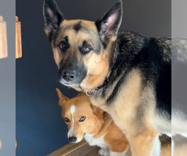 Medium Photo #5 German Shepherd Dog Puppy For Sale in Fargo, ND, USA