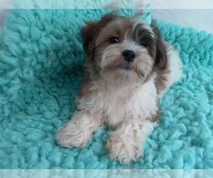 Zuchon Puppy for sale in LAUREL, MS, USA