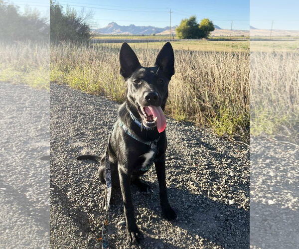 Medium Photo #3 German Shepherd Dog-Unknown Mix Puppy For Sale in Yuba City, CA, USA