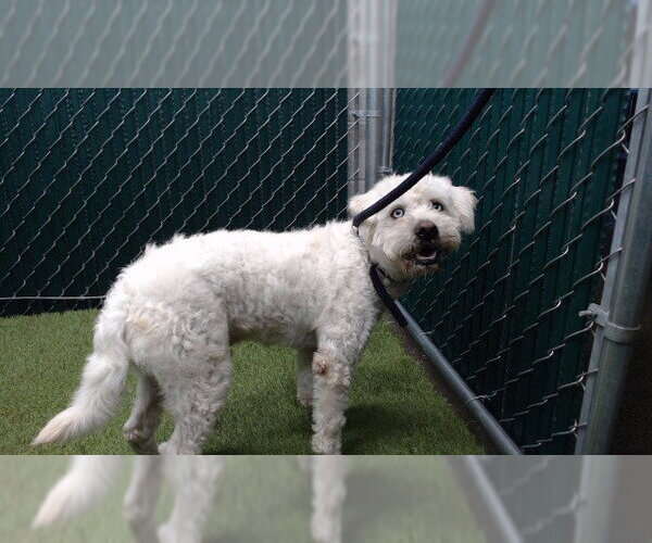 Medium Photo #1 Mutt Puppy For Sale in Downey, CA, USA