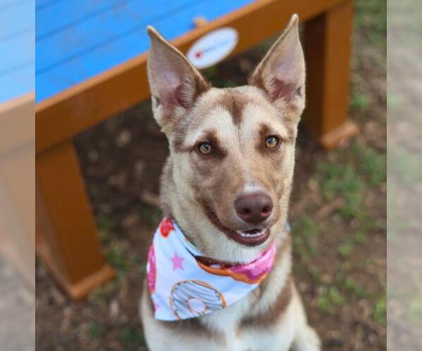 Medium Photo #1 German Shepherd Dog-Unknown Mix Puppy For Sale in San Antonio, TX, USA