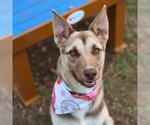 Small German Shepherd Dog Mix