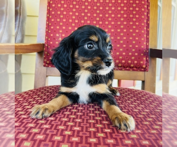 Medium Photo #14 Cavalier King Charles Spaniel Puppy For Sale in FRESNO, OH, USA