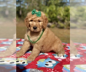 Goldendoodle Puppy for sale in FROSTPROOF, FL, USA