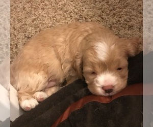Cavapoo-West Highland White Terrier Mix Puppy for sale in EUGENE, OR, USA
