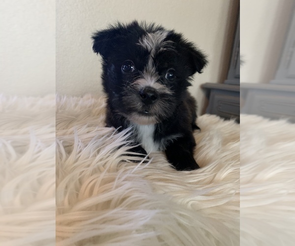 Medium Photo #6 Morkie Puppy For Sale in ATHENS, TX, USA