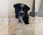 Small Photo #6 Morkie Puppy For Sale in ATHENS, TX, USA