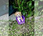 Small #4 Mal-Shi