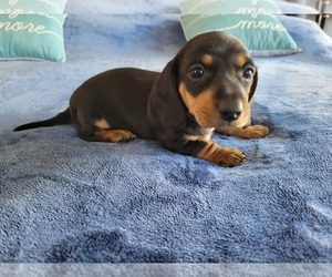 Dachshund Puppy for sale in TRACY, CA, USA