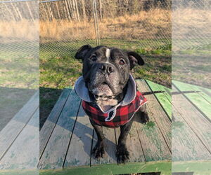 Gotti - Male American Bulldog-Unknown Mix Dog for Adoption - Photo #3