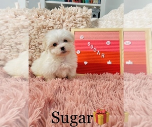 Maltese Puppy for sale in COOKEVILLE, TN, USA