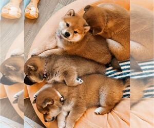 Shiba Inu Puppy for sale in CHINO HILLS, CA, USA