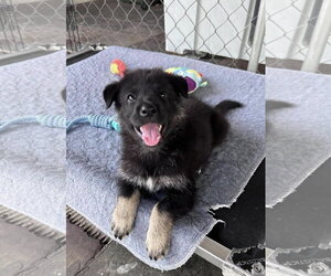 German Shepherd Dog-Unknown Mix Dogs for adoption in Fort Worth, TX, USA