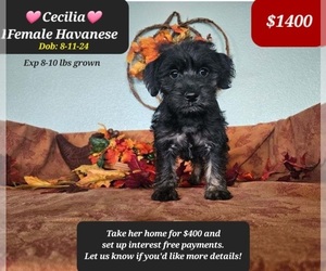 Havanese Puppy for sale in TUCSON, AZ, USA