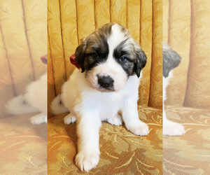 Medium Great Pyrenees