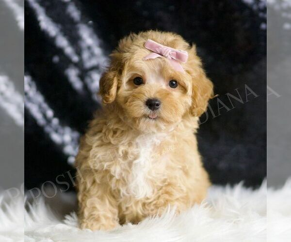 Medium Photo #1 Maltipoo Puppy For Sale in WARSAW, IN, USA
