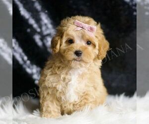 Maltipoo Puppy for sale in WARSAW, IN, USA