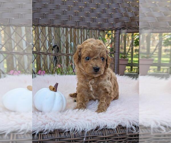Medium Photo #2 Cock-A-Poo-Poodle (Miniature) Mix Puppy For Sale in SALEM, MO, USA