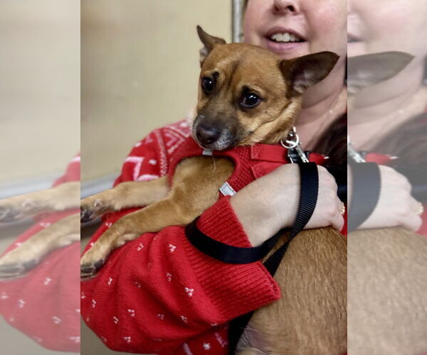 Medium Photo #4 Chiweenie Puppy For Sale in Mundelein, IL, USA