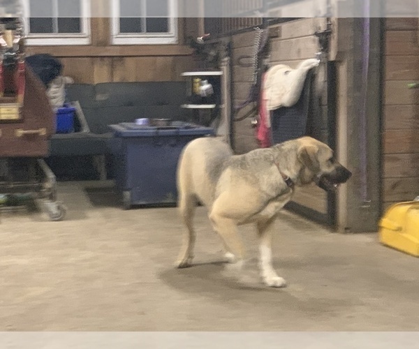 Medium Photo #8 Great Dane-Labrador Retriever Mix Puppy For Sale in CHESAPEAK BCH, MD, USA
