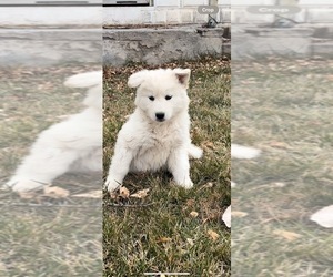 Alusky Puppy for sale in LEHI, UT, USA