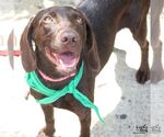 Small Photo #6 Boykin Spaniel-Labrador Retriever Mix Puppy For Sale in Washington, DC, USA