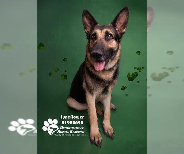 Medium Photo #3 German Shepherd Dog Puppy For Sale in Riverside, CA, USA