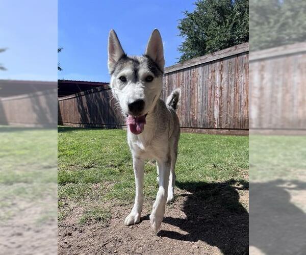 Medium Photo #1 Siberian Husky-Unknown Mix Puppy For Sale in Plano, TX, USA
