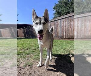 Siberian Husky-Unknown Mix Dogs for adoption in Plano, TX, USA