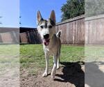 Small Siberian Husky Mix