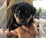 Small Photo #8 Rottweiler Puppy For Sale in MOUNT ORAB, OH, USA