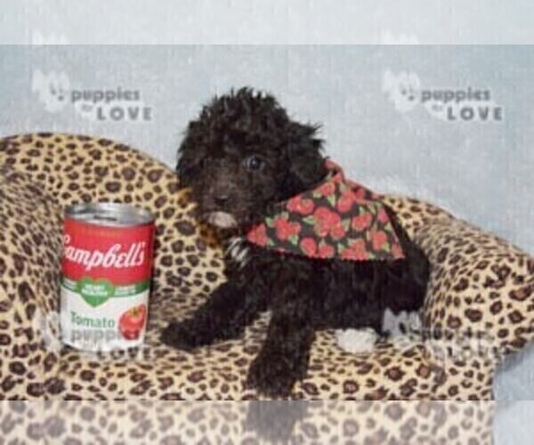 Medium Photo #5 Poodle (Toy) Puppy For Sale in SANGER, TX, USA