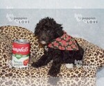 Small #4 Poodle (Toy)