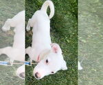 Small #2 Mutt
